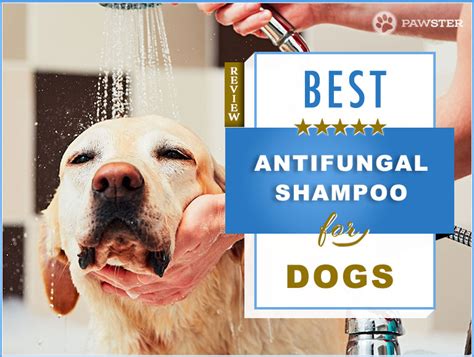 The 5 Best Antifungal Dog Shampoos In 2023 Pawster