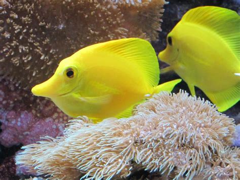 Happy Yellow Fish Yellow Fish Fish Tang Fish