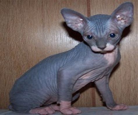Последние твиты от hairless cats (@hairless_cats). sphynx kitten for adoption - Cats & Kittens For Sale ...
