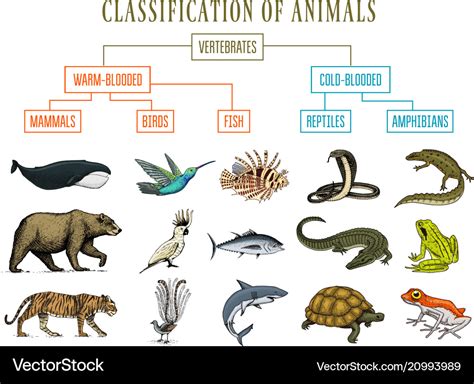 Classification Of Animals Reptiles Amphibians Vector Image