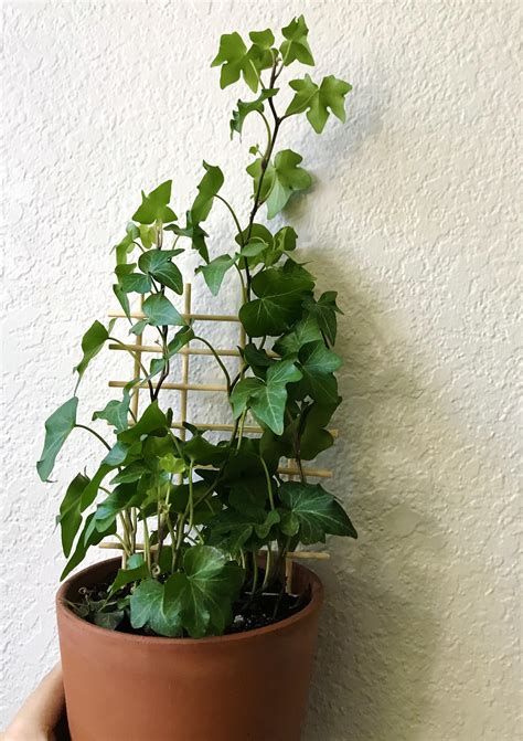 Seen A Few People Make Their Own Trellis For Their Ivy So I Decided To
