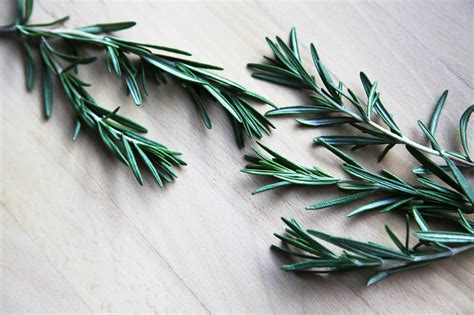 Rosemary Plant Care A Guide For Growing Rosemary Humeshed