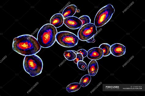 Digital Illustration Of Budding Yeast Cells In Imaging Flow Cytometry