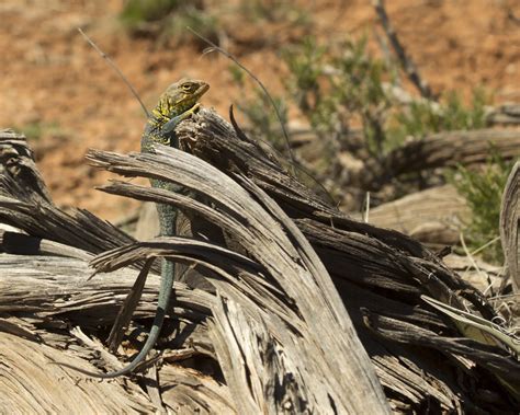textless - Collared lizard, southwest Colorado, April 2015. | Lizard, Southwest colorado, Southwest