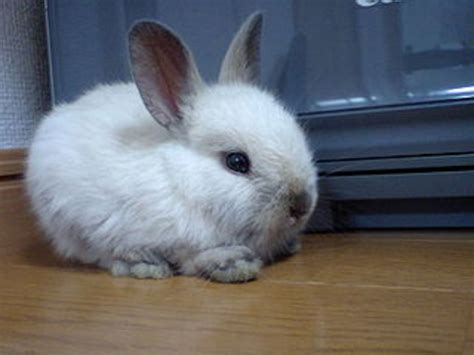 The Ultimate Guide To Dwarf Rabbit Care Pethelpful