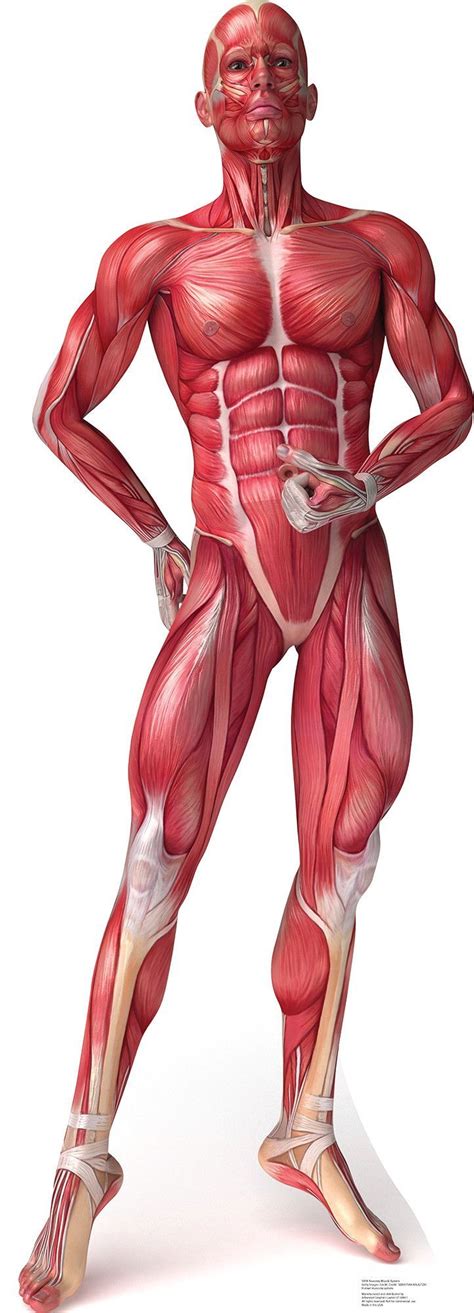 Complex but divisible into 3 groups (in layers) with different functions: 463 best images about Anatomy References on Pinterest