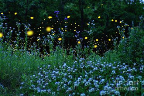 Fireflies And The Night Meadow Photograph By Hiroya Minakuchi