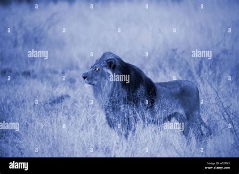 Male Lion Namibia Stock Photo Alamy