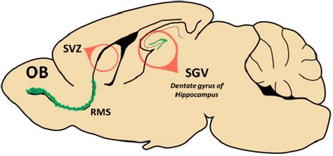 There Are Two Places Where The Adult Neurogenesis Occurs In Rodents