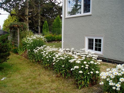 Summers Shasta Daisy Garden Variety Life