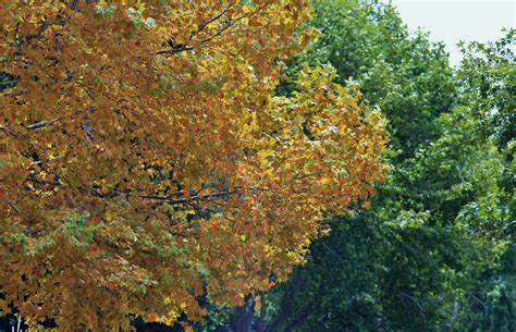 Yellow Maple Tree Yellowing Early Free Stock Photo Public Domain