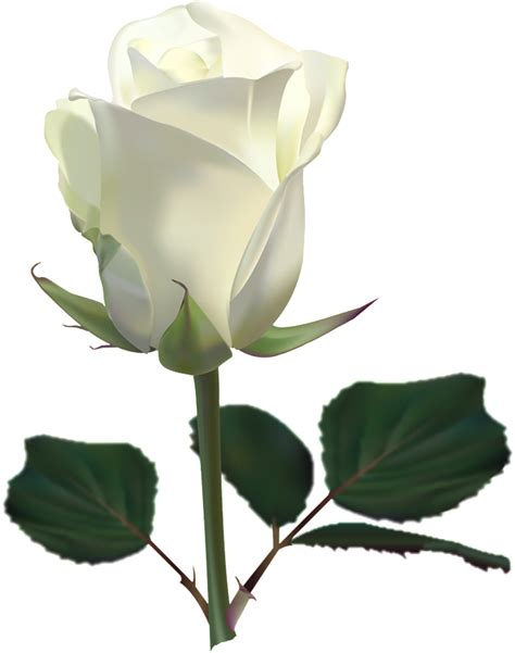 Rose Flower Clip Art White Roses Png Download 8071024 Free