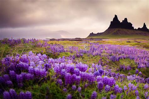 Beautiful Blooming Purple Meadows On Territory Of Iceland Beach Stock