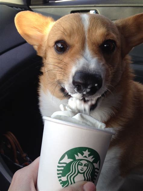 Kahlua Enjoying Her Starbucks Pupachino Corgi Dogs