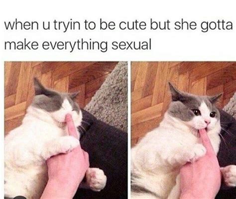Download The Best Of Funny Cat Relationship Memes Hilarious Pets Pictures