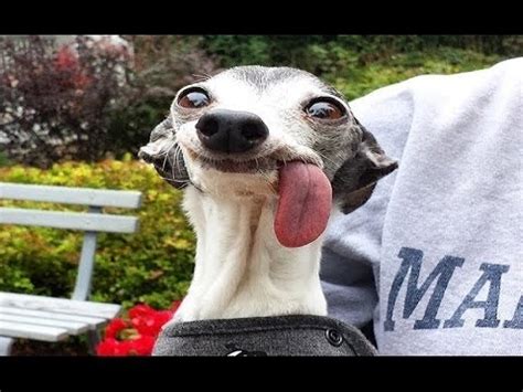 We did not find results for: Lustiger Hund - Zum totlachen lustiges Video - lustiger ...
