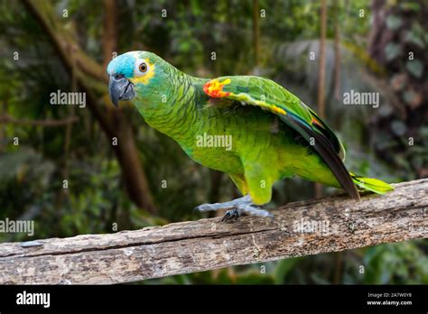 De Fachada Turquesa Turquesa Amazonas Blue Parrot De Fachada