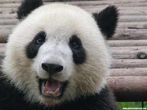 Mortons Musings One Happy Panda
