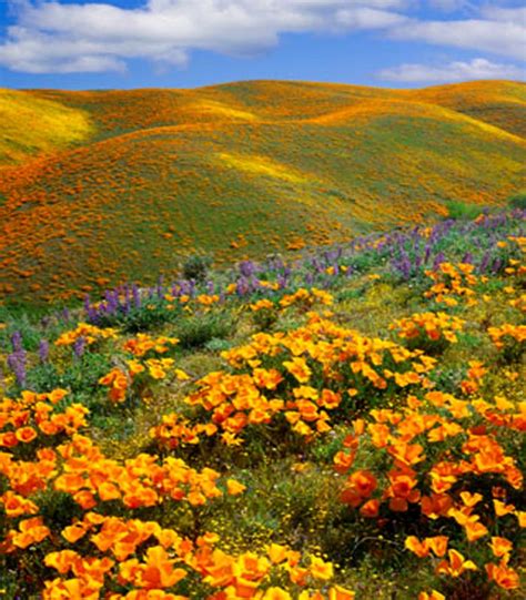 Maybe you would like to learn more about one of these? California poppies & purple lupine, Antelope Valley, CA ...