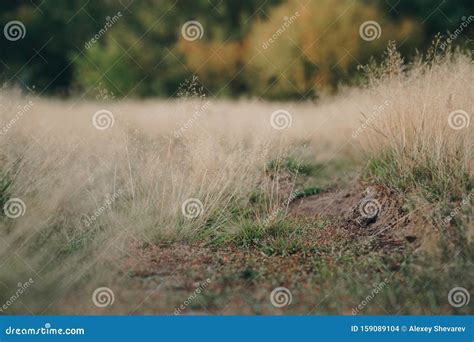 Autumn Withered Grass Closeup With Blurred Background Stock Photo
