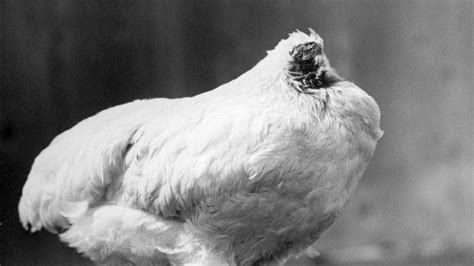18 months without a head: The chicken that lived for 18 months without a head - BBC News