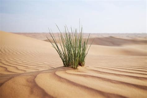 6 Ways To Find Green Grass In The Desert