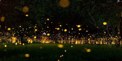 Breakdown Why And How Lightning Bugs Light Up