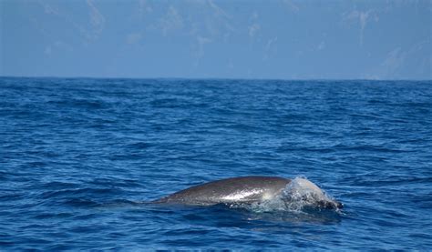 Shepherds Beaked Whale Whale And Dolphin Conservation Usa
