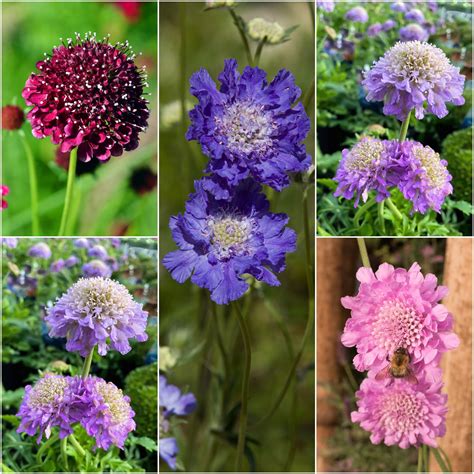 Scabiosa Imperial Mix Pincushion Seeds
