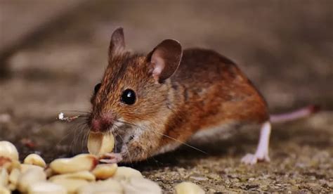 Protect Your Home From Hantavirus Carrying Deer Mice