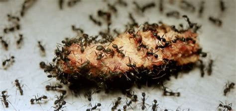 Facts About Ants What Do Ants Like To Eat Rentokil Indonesia