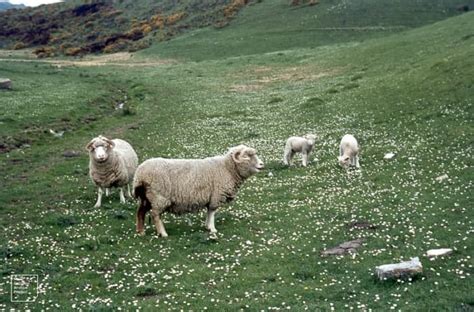 15 Best Sheep Breeds For Meat Pethelpful