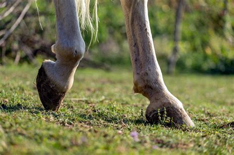 Hind Fetlock Lameness In Horses Signs Diagnosis And Treatment Mad