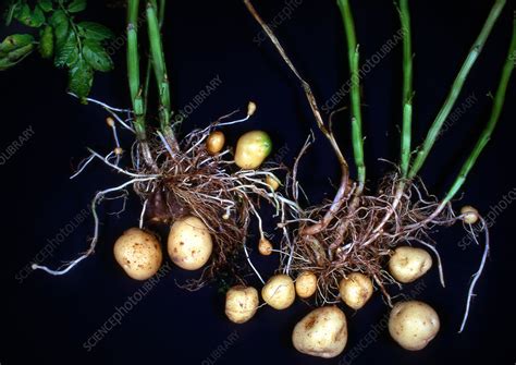 Potato Roots Stock Image B7000080 Science Photo Library