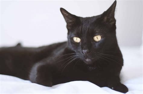 10 Facts You Probably Didnt Know About Bombay Cats Cat Facts Cat