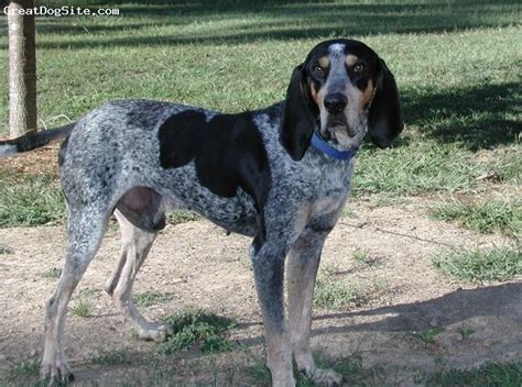 Pin On Blue Tick Coonhound