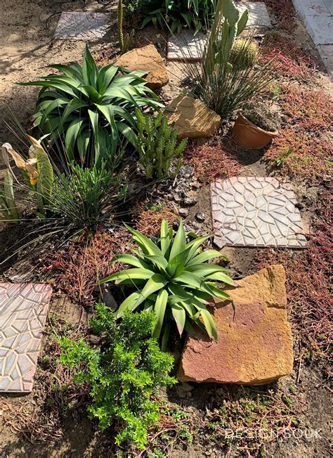 The Best Best Outdoor Plants For The Desert References