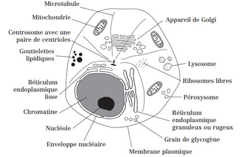 La Cellule Eucaryote La Biologie En Faculte