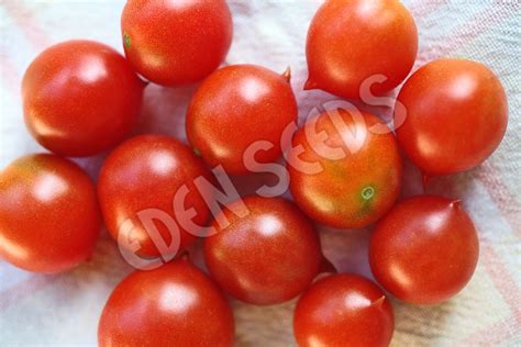 Tomato Riesentraube Eden Seeds