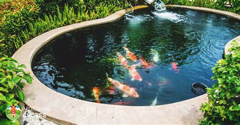 Next step is remove all decaying debris such as leaves, sticks or whatever else you might find in along with the muck & sludge. 8 Big Reasons to Build Backyard Ponds to Improve Your Home