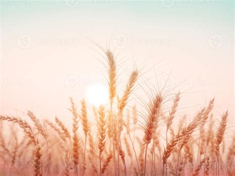 Golden Wheat Field With Sunset Natural Background 7195298 Stock Photo