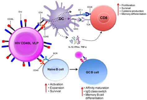 Who else can take the vaccine? Immune enhancement by CD40L adjuvanted DNA/MVA HIV vacc ...