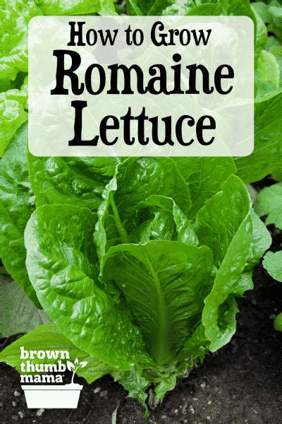 How To Plant And Grow Romaine Lettuce Romaine Lettuce Growing Planting