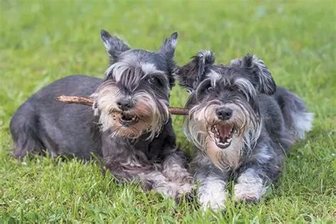 16 Reasons Why You Should Never Own Schnauzers