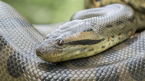 10 Big Facts About Anacondas Green Anaconda Anaconda Snake Giant