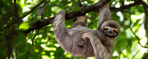 up and close with sloths in costa rica private tour globe from home