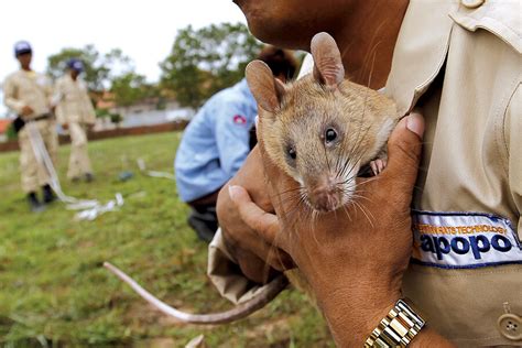 Contents cambodia basics moving to cambodia: Meanwhile in ... Cambodia, 'hero rats' are helping with ...