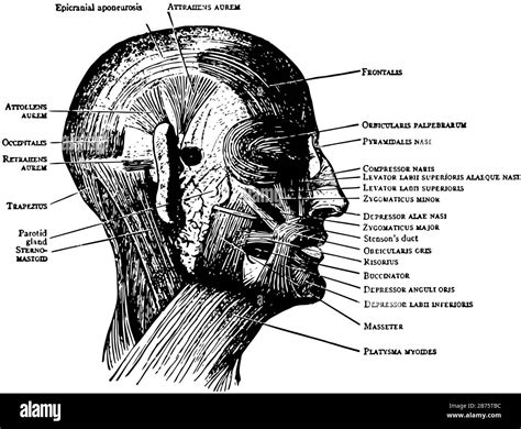 This Illustration Represents Face And Scalp Muscles Vintage Line Drawing Or Engraving