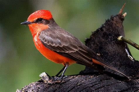Pictures Of Red Birds From Around The Globe