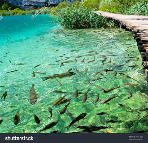 A Photo Of Fishes Swimming In A Lake Taken In The